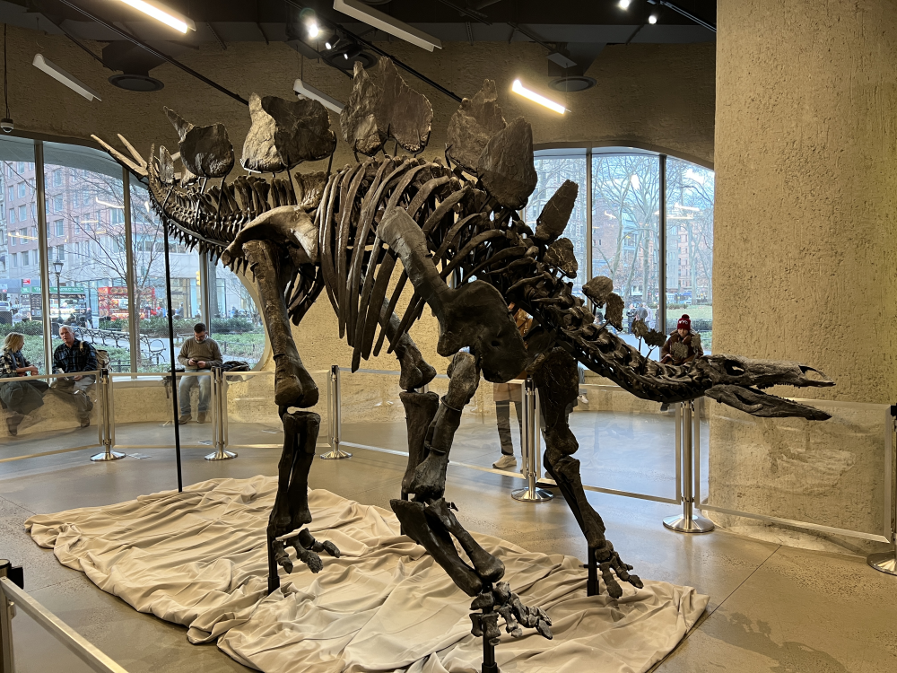 the large dark fossil skeleton of a stegosaur with its head down and tail high in a viewing room of the museum the large dark fossil skeleton of a stegosaur with its head down and tail high in a viewing room of the museum